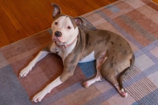 Illustration de l'article : Recueillie avec une double amputation, une chienne retrouve sa mobilit&eacute; gr&acirc;ce &agrave; des proth&egrave;ses orthop&eacute;diques (vid&eacute;o)