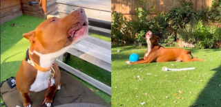 Illustration de l'article : Une femme documente sur Instagram le premier voyage de son chien intrigu&eacute; par les trains (vid&eacute;o)