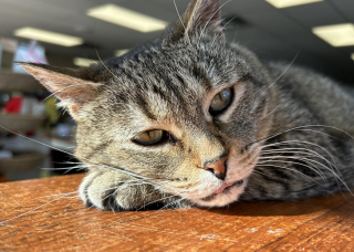 Illustration de l'article : Mascotte au sein d&rsquo;une boutique associative, cette chatte de 25 ans illumine le quotidien des &eacute;quipes et des clients en manque de tendresse