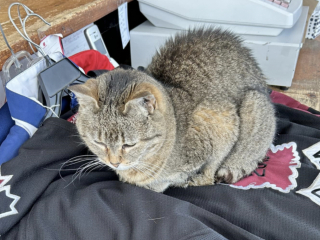 Illustration de l'article : Mascotte au sein d&rsquo;une boutique associative, cette chatte de 25 ans illumine le quotidien des &eacute;quipes et des clients en manque de tendresse