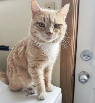 Illustration de l'article : &laquo; Ils viennent vivre avec moi &raquo;, une femme change ses plans et adopte un duo de chats ins&eacute;parables et tr&egrave;s complices