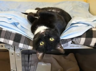 Illustration de l'article : &laquo; Ils viennent vivre avec moi &raquo;, une femme change ses plans et adopte un duo de chats ins&eacute;parables et tr&egrave;s complices