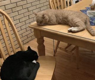 Illustration de l'article : &laquo; Ils viennent vivre avec moi &raquo;, une femme change ses plans et adopte un duo de chats ins&eacute;parables et tr&egrave;s complices