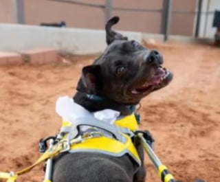 Illustration de l'article : Op&eacute;r&eacute;e d'une rupture du ligament crois&eacute; une chienne Pitbull retrouve sa mobilit&eacute; gr&acirc;ce &agrave; un chariot sur mesure (vid&eacute;o)