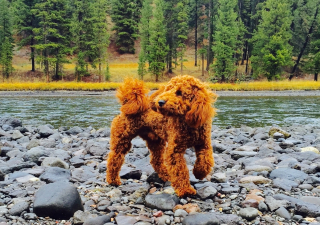 Illustration de l'article : Port&eacute; disparu, un chien est localis&eacute; dans une rivi&egrave;re glac&eacute;e puis secouru par un h&eacute;licopt&egrave;re de police (vid&eacute;o)