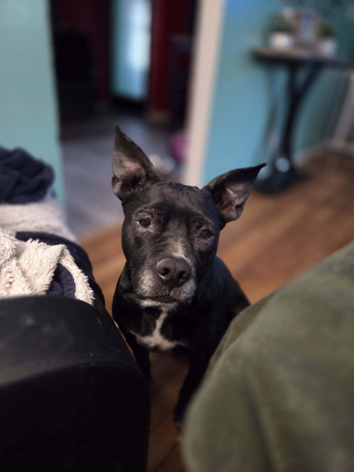 Illustration de l'article : Recueillie après une descente antidrogue, cette chienne placée 5 mois en famille d’accueil trouve enfin des adoptants