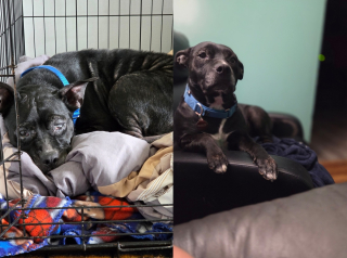 Illustration de l'article : Recueillie après une descente antidrogue, cette chienne placée 5 mois en famille d’accueil trouve enfin des adoptants