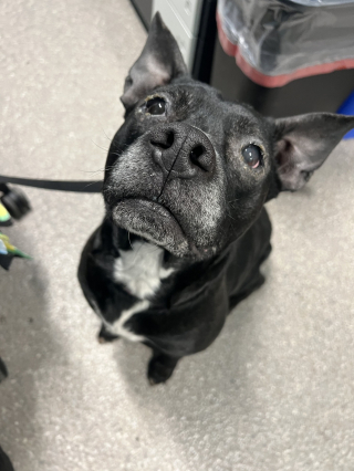 Illustration de l'article : Recueillie après une descente antidrogue, cette chienne placée 5 mois en famille d’accueil trouve enfin des adoptants