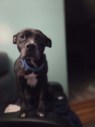 Illustration de l'article : Recueillie après une descente antidrogue, cette chienne placée 5 mois en famille d’accueil trouve enfin des adoptants