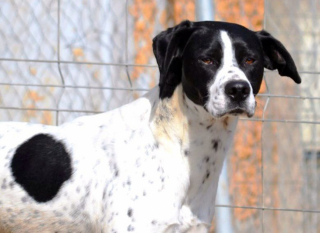 Illustration de l'article : &laquo; Personne ne les avait jamais caress&eacute;s &raquo;, 2 chiens sauv&eacute;s de l'errance cherchent une famille aimante 