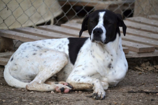 Illustration de l'article : &laquo; Personne ne les avait jamais caress&eacute;s &raquo;, 2 chiens sauv&eacute;s de l'errance cherchent une famille aimante 