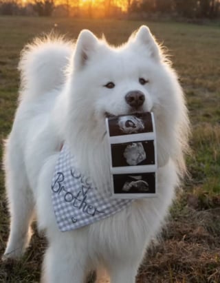 Illustration de l'article : Un Samoyède sent pour la première fois le coup de pied du bébé dans le ventre de sa maîtresse (vidéo)