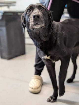 Illustration de l'article : Éjectée d'un véhicule en marche puis percutée par un poids lourd, une chienne amputée d'un membre est adoptée par son sauveteur (vidéo)