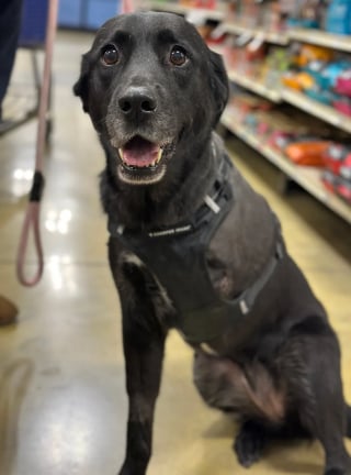 Illustration de l'article : Éjectée d'un véhicule en marche puis percutée par un poids lourd, une chienne amputée d'un membre est adoptée par son sauveteur (vidéo)