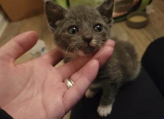Illustration de l'article : Une famille regarde au-del&agrave; des apparences en adoptant le chaton jug&eacute; le plus laid de la port&eacute;e 