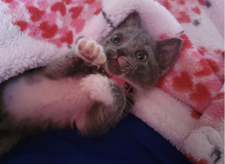 Illustration de l'article : Une famille regarde au-del&agrave; des apparences en adoptant le chaton jug&eacute; le plus laid de la port&eacute;e 