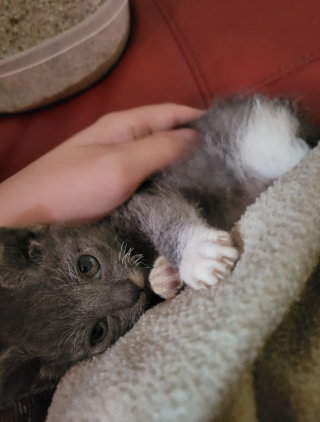 Illustration de l'article : Une famille regarde au-del&agrave; des apparences en adoptant le chaton jug&eacute; le plus laid de la port&eacute;e 