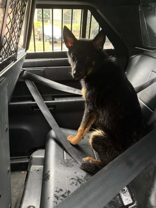 Illustration de l'article : Apr&egrave;s avoir sauv&eacute; un chien attach&eacute; &agrave; une cl&ocirc;ture sous la pluie, un policier retourne au refuge pour l'adopter