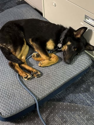 Illustration de l'article : Apr&egrave;s avoir sauv&eacute; un chien attach&eacute; &agrave; une cl&ocirc;ture sous la pluie, un policier retourne au refuge pour l'adopter