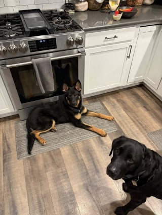 Illustration de l'article : Apr&egrave;s avoir sauv&eacute; un chien attach&eacute; &agrave; une cl&ocirc;ture sous la pluie, un policier retourne au refuge pour l'adopter