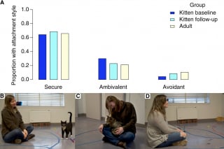 Illustration de l'article : Attachement félin : une étude d'éthologie prouve que les chats sont plus attachés à leur propriétaire qu'à leur territoire