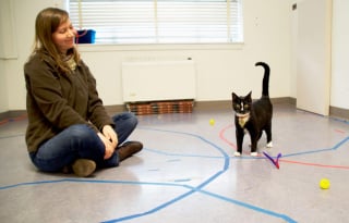 Illustration de l'article : Attachement félin : une étude d'éthologie prouve que les chats sont plus attachés à leur propriétaire qu'à leur territoire