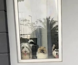 Illustration de l'article : Pour faire ses adieux &agrave; ses chiens pr&eacute;f&eacute;r&eacute;s, un livreur offre &agrave; leur ma&icirc;tresse toutes les photos d&rsquo;eux prises au fil des ans