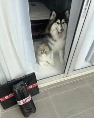 Illustration de l'article : Pour faire ses adieux &agrave; ses chiens pr&eacute;f&eacute;r&eacute;s, un livreur offre &agrave; leur ma&icirc;tresse toutes les photos d&rsquo;eux prises au fil des ans