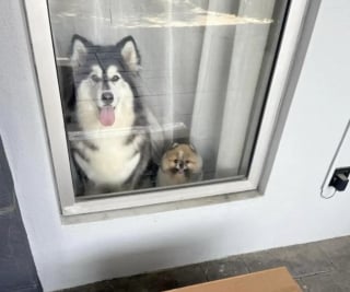 Illustration de l'article : Pour faire ses adieux &agrave; ses chiens pr&eacute;f&eacute;r&eacute;s, un livreur offre &agrave; leur ma&icirc;tresse toutes les photos d&rsquo;eux prises au fil des ans