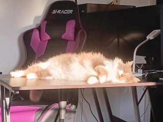 Illustration de l'article : Un livreur voit une chatte errante monter dans son v&eacute;hicule pour se r&eacute;chauffer et d&eacute;cide de l'adopter 