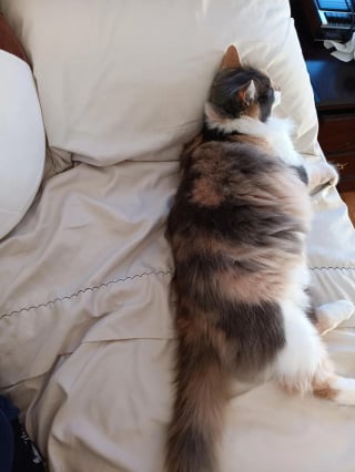 Illustration de l'article : Un livreur voit une chatte errante monter dans son v&eacute;hicule pour se r&eacute;chauffer et d&eacute;cide de l'adopter 