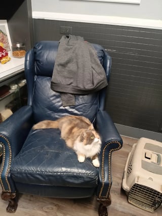 Illustration de l'article : Un livreur voit une chatte errante monter dans son v&eacute;hicule pour se r&eacute;chauffer et d&eacute;cide de l'adopter 