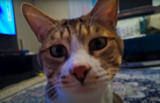 Illustration de l'article : D&eacute;couvert dans les parties communes d'une r&eacute;sidence, un chat errant se lie d'amiti&eacute; avec un homme et finit par &ecirc;tre adopt&eacute;