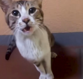 Illustration de l'article : D&eacute;couvert dans les parties communes d'une r&eacute;sidence, un chat errant se lie d'amiti&eacute; avec un homme et finit par &ecirc;tre adopt&eacute;