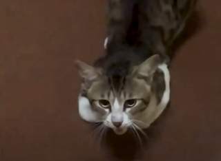 Illustration de l'article : D&eacute;couvert dans les parties communes d'une r&eacute;sidence, un chat errant se lie d'amiti&eacute; avec un homme et finit par &ecirc;tre adopt&eacute;