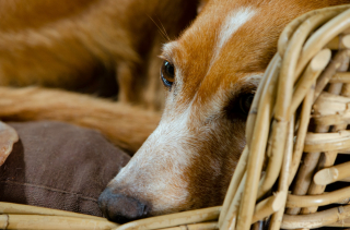Illustration de l'article : Pourquoi votre chien tourne-t-il en rond avant de se coucher ? 