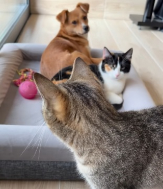 Illustration de l'article : &laquo; Quand votre chatte choisit votre chienne comme refuge &raquo;, une vid&eacute;o montre une chatte rechercher le confort thermique avec un chien domestique