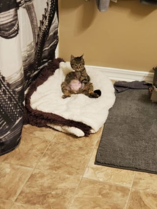 Illustration de l'article : 16 photos qui prouvent que, malgr&eacute; leur diff&eacute;rence, ces chats et ces chiens sont aussi beaux et pleins de vie que les autres