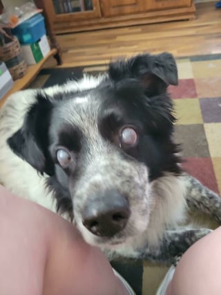 Illustration de l'article : 16 photos qui prouvent que, malgr&eacute; leur diff&eacute;rence, ces chats et ces chiens sont aussi beaux et pleins de vie que les autres