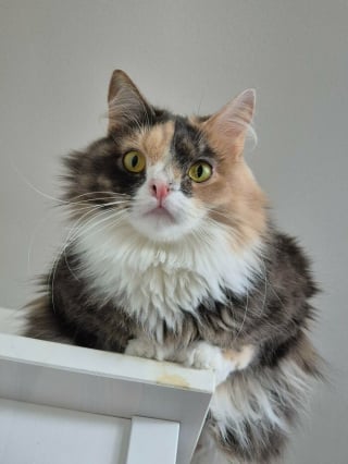 Illustration de l'article : 16 photos qui prouvent que, malgr&eacute; leur diff&eacute;rence, ces chats et ces chiens sont aussi beaux et pleins de vie que les autres