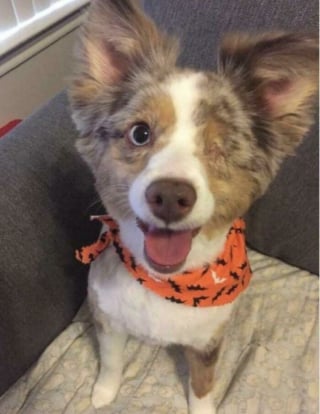 Illustration de l'article : 16 photos qui prouvent que, malgr&eacute; leur diff&eacute;rence, ces chats et ces chiens sont aussi beaux et pleins de vie que les autres