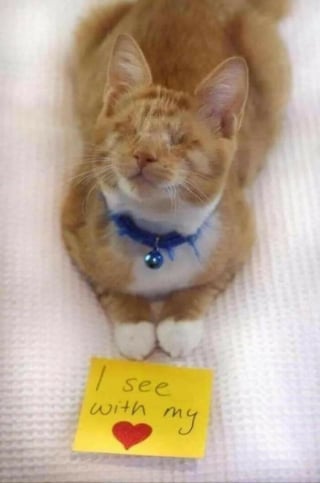 Illustration de l'article : 16 photos qui prouvent que, malgr&eacute; leur diff&eacute;rence, ces chats et ces chiens sont aussi beaux et pleins de vie que les autres