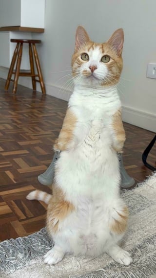 Illustration de l'article : 16 photos qui prouvent que, malgr&eacute; leur diff&eacute;rence, ces chats et ces chiens sont aussi beaux et pleins de vie que les autres