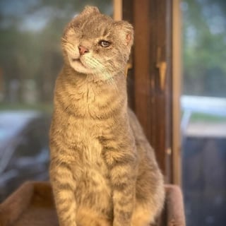 Illustration de l'article : 16 photos qui prouvent que, malgr&eacute; leur diff&eacute;rence, ces chats et ces chiens sont aussi beaux et pleins de vie que les autres