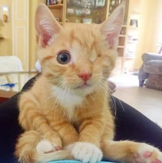 Illustration de l'article : 16 photos qui prouvent que, malgr&eacute; leur diff&eacute;rence, ces chats et ces chiens sont aussi beaux et pleins de vie que les autres