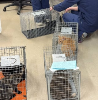 Illustration de l'article : Garé sur le parking d’un refuge, un homme assiste à l’abandon de 2 portées de chatons réparties dans 3 caisses en plastique