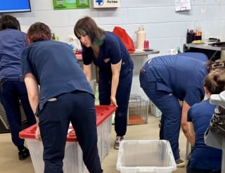 Illustration de l'article : Garé sur le parking d’un refuge, un homme assiste à l’abandon de 2 portées de chatons réparties dans 3 caisses en plastique