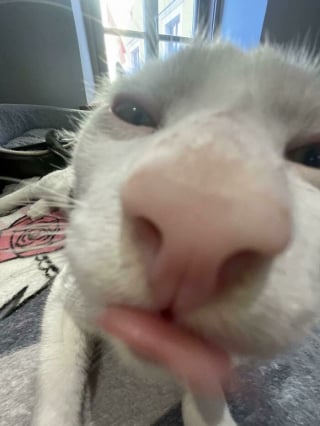 Illustration de l'article : 12 photos de chats prises sur le vif qui ne les pr&eacute;sentent pas sous leur jour le plus gracieux