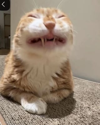 Illustration de l'article : 12 photos de chats prises sur le vif qui ne les pr&eacute;sentent pas sous leur jour le plus gracieux