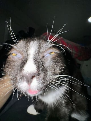 Illustration de l'article : 12 photos de chats prises sur le vif qui ne les pr&eacute;sentent pas sous leur jour le plus gracieux